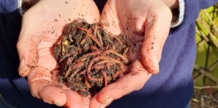 Can earthworms adapt to climate change?