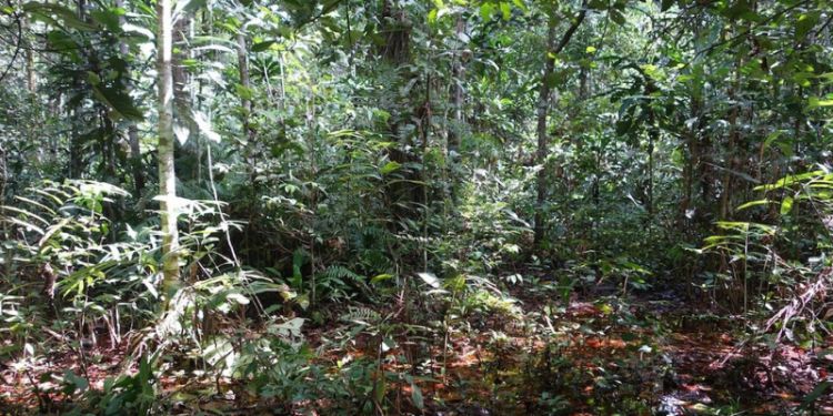 Researchers discover world's largest tropical peatland in remote Congo swamps