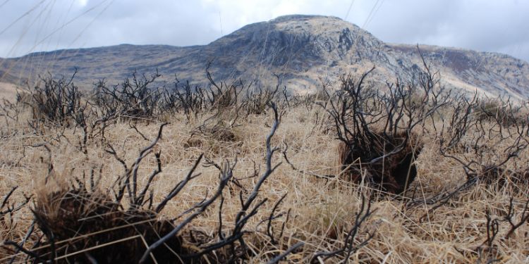 A photo of fire damaged hummocks in degraded blanket bog.