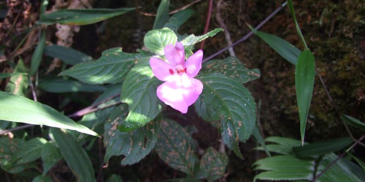 A pink-purple flower with dark green foliage. A ‘Bizzy Lizzy’ or Impatiens from the forests of Tanzania, a group that has many rare and restricted range species