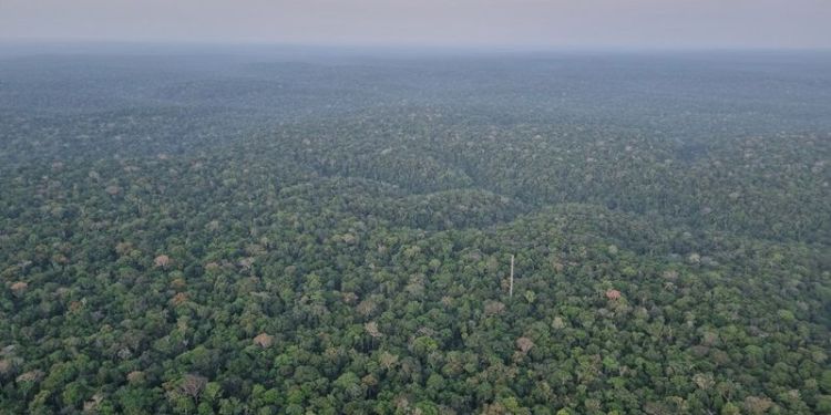 Tropical forests generate rainfall worth billions