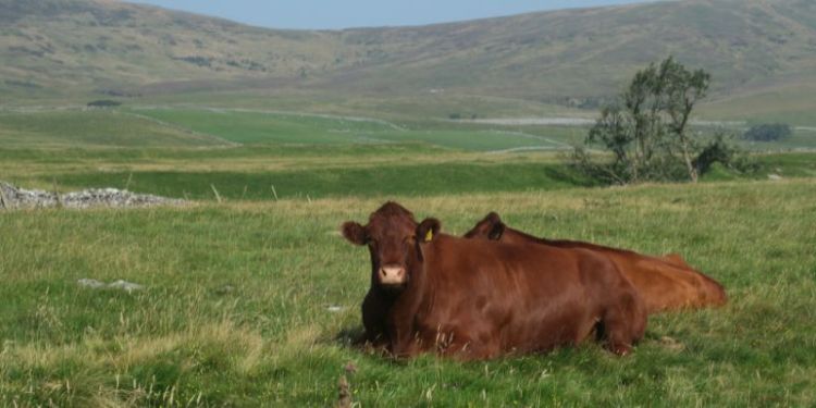 Cattle grazing boosts nature recovery in Yorkshire Dales