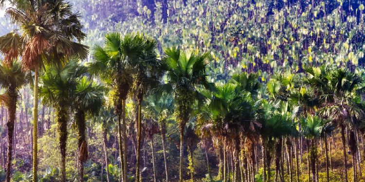 Palm tropical forest research