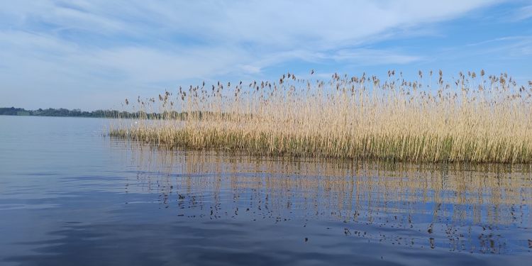 Vital research collaboration to restore the iconic Lough Neagh