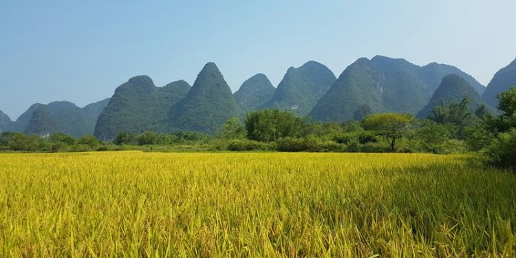 Mucus ‘glue’ helps soil store carbon, research finds