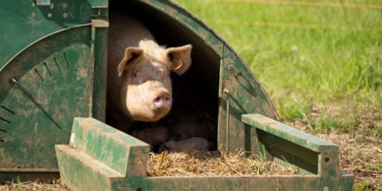 Image of pig in shelter outdoors