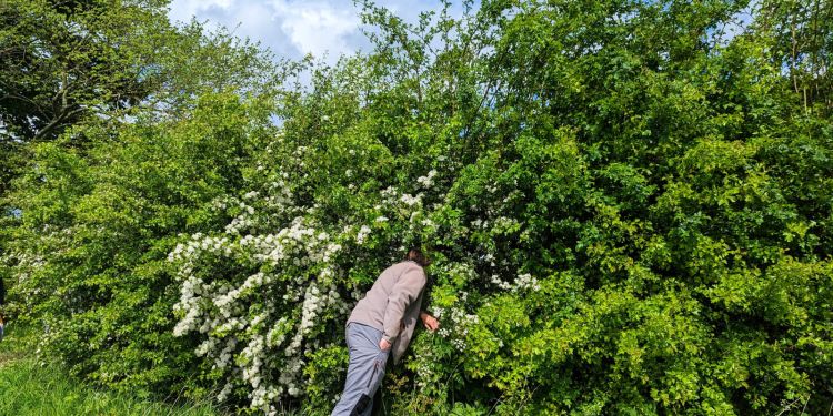 Researcher peering into a hedge, which is tall and flowering with blossoms.