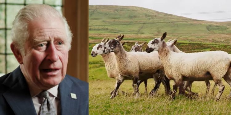 Why Wool Matters film featuring King Charles III and Leeds experts wins Best Fashion Documentary 