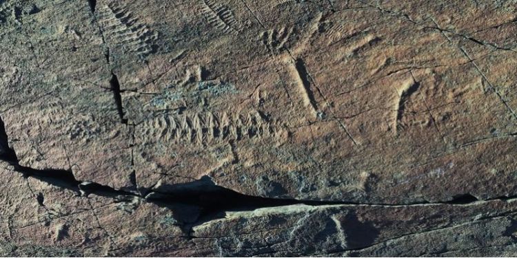 Fossil record of early animals from Mistaken Point Ecological Reserve in Canada. Image credit, above and top of page: Dr Emily. G. Mitchell – University of Cambridge.