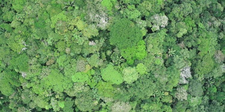 Forty years of tracking trees reveals changes in Amazon and Andean Forest diversity