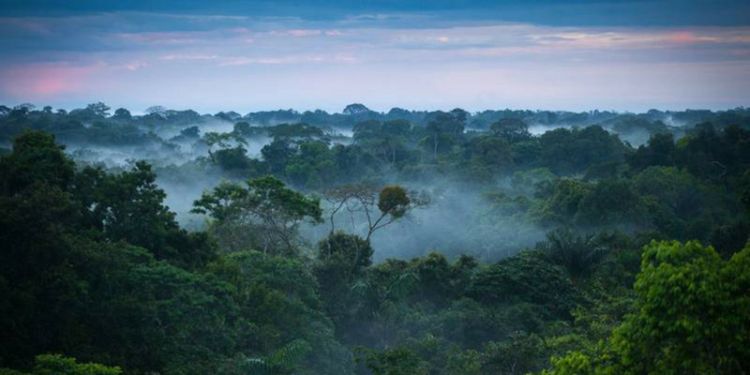 The bright ways forests affect their environment