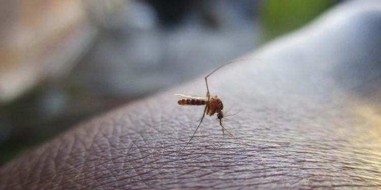 New malaria transmission patterns emerge in Africa