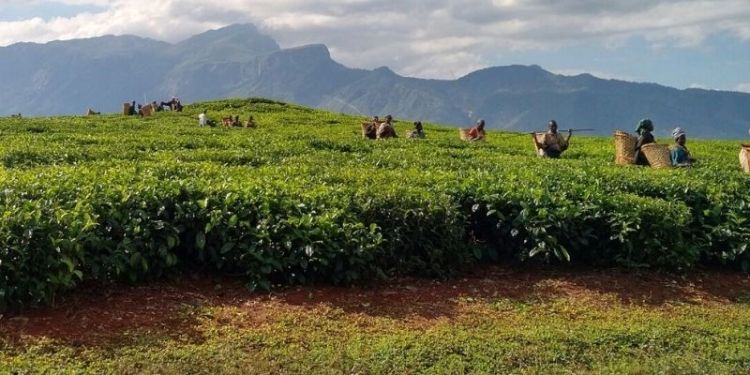 Climate predictions build resilience in African tea plantations