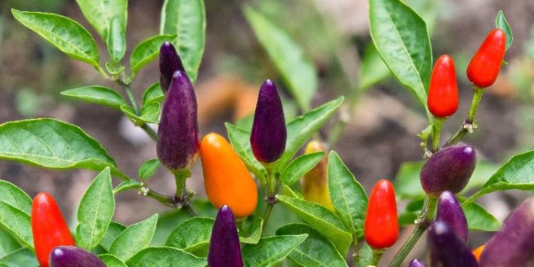 Hot chilli pepper plant