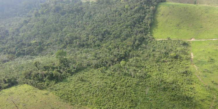 Secondary forests provide deforestation buffer for old-growth primary forests