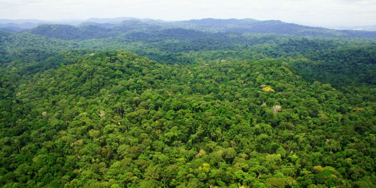  Carbon surprise in disappearing African tropical mountain forests