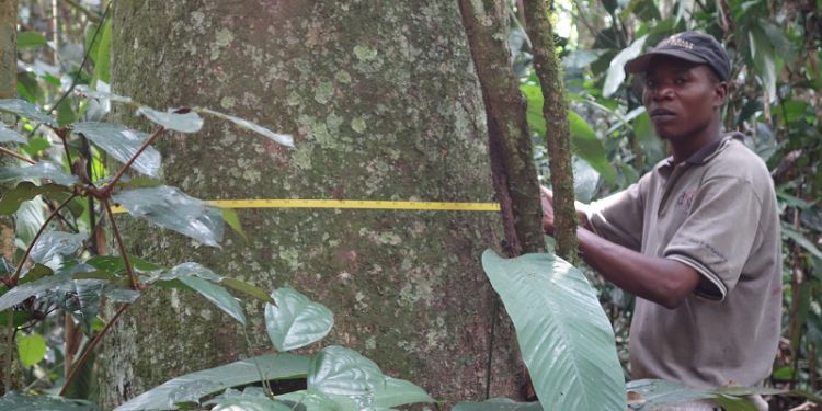 Measuring tropical forests in africa
