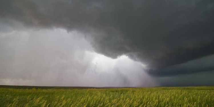 storm clouds over wheat fields