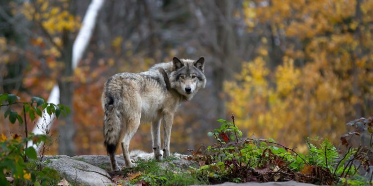 Reintroducing wolves to Scottish Highlands could help address climate emergency