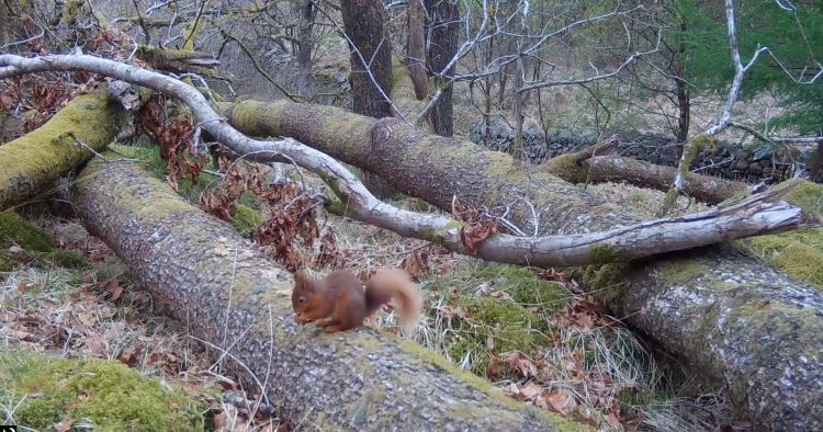 A red squirrel standing on a fallen tree in the forest