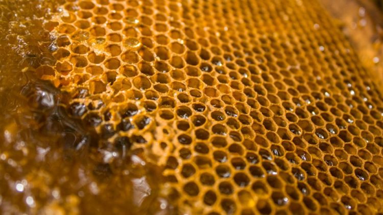 pic of a honeycomb