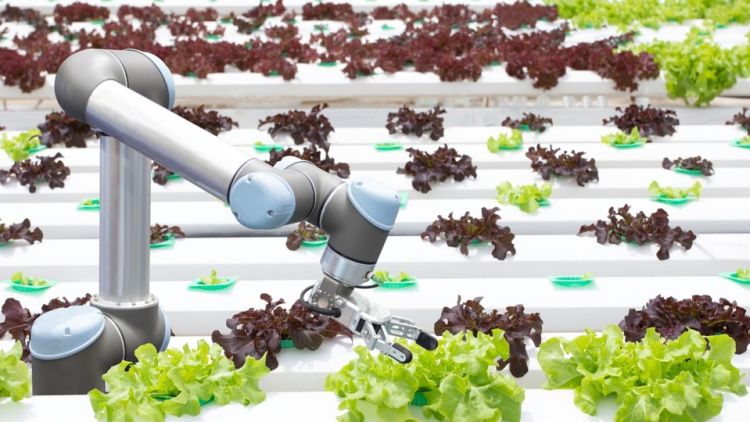 Photo of robot arm picking lettuce leaves from a conveyor belt