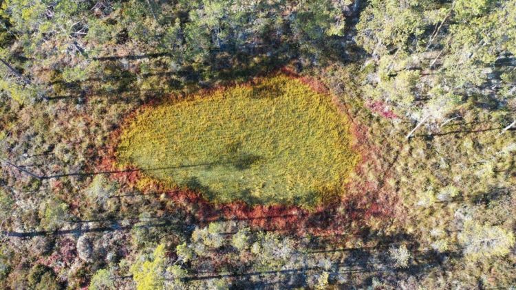 Close-up drone imagery shows a former pool from directly overhead, which has been overgrown by mosses and sedges in recent years. A conspicuous yellow-green scar shows where these semi-aquatic plants are growing across what was previously open water.