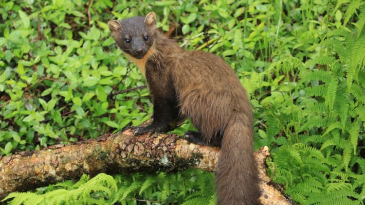 A pine marten stood on a branch in front of green leaves, looking back towards the camera.