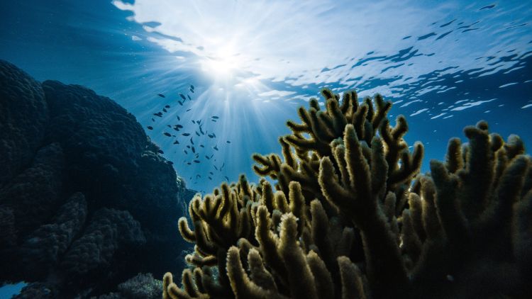 Warmer seas may hinder organic carbon burial in ocean sediments 
