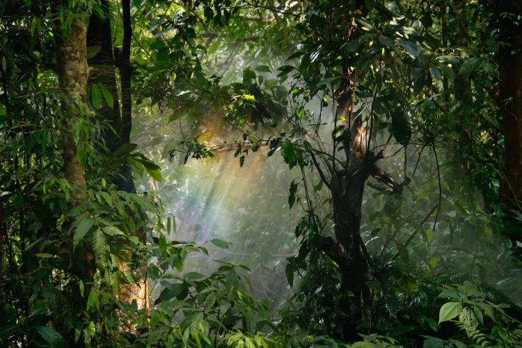 Tropical forests approach critical high-temperature threshold, but there is still time to act