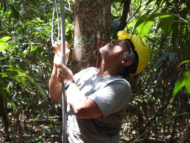 Rodolfo Vásquez working in the shadow of one of the newly discovered trees