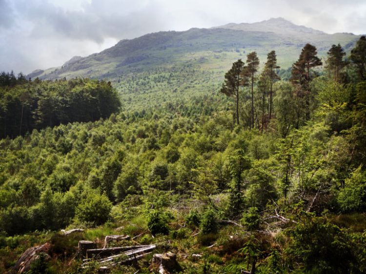 Northern Monk announces long-term partnership with Restoring Hardknott Forest