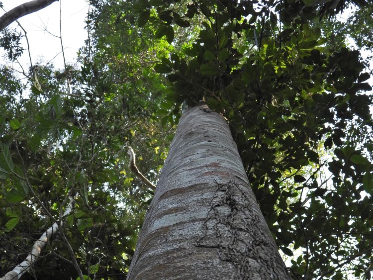 View from the bottom of the trunk of the Drypetes oliveri tree