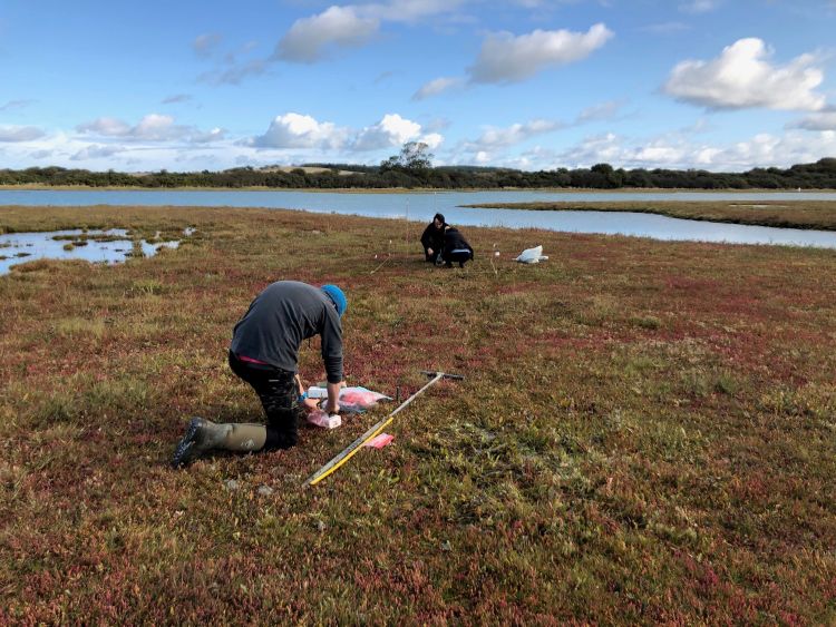 Protection of saltmarshes is vital for climate change mitigation