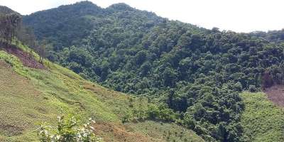 A forest with areas of deforestation