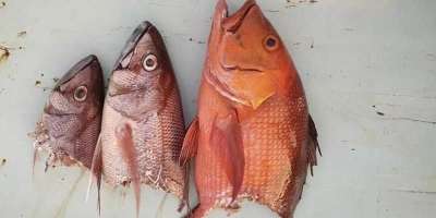 Caught fish that were subject to shark attack