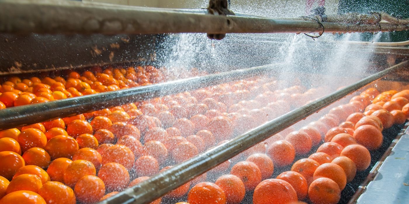 Oranges in a food processing plant