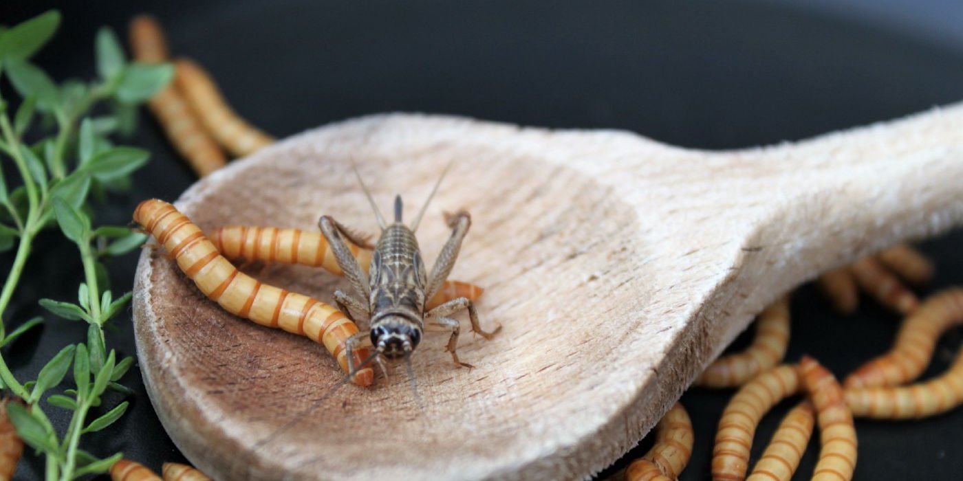 Research and innovation | School of Food Science and Nutrition ...