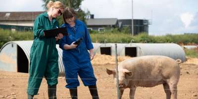 To researcher stood next to a pig in a field at a pig farm.