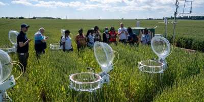 Scientists in a cornfield - - FSNet Fellows visit the environmental observatory on the university farm.