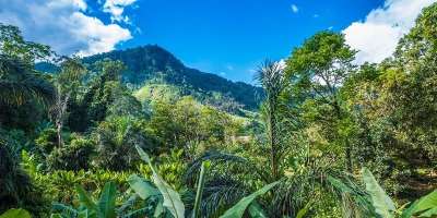 Tree tops in a tropical forest looking towards a mountain top against a blue sky