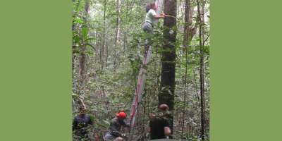 A team of researchers at the base of a tree in a forest. They've put a ladder against the tree and one researcher is at the top of the ladder, tying a measuring tape around the tree.