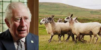 Screengrab images from the Why Wool Matters documentary: King Charles III, left, and sheep in a field.
Stills taken from Youtube/Campaign for Wool