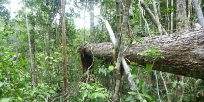 A fallen tree in the Amazon rainforest