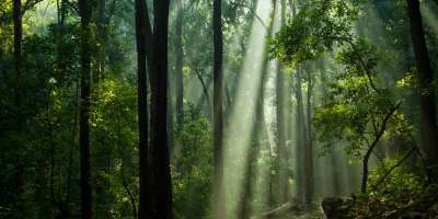 The Amazon rainforest with light pouring through the canopy.