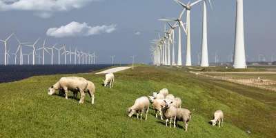 A photograph of a field with sheep and wind turbines in.
