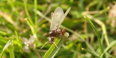 A flying ant clutching on to a blade of grass.