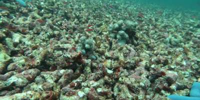 A photograph of bleached coral reef on the sea bed in Indonesia, by Beger Lab.