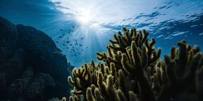 Neogene burial of organic carbon in the global ocean