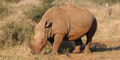 Brown Rhino in Green Open Field